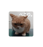 ぽろんの毎日（個別スタンプ：4）