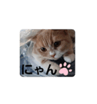 ぽろんの毎日（個別スタンプ：10）