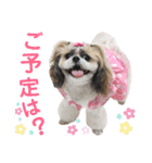 シーズー小豆 7（個別スタンプ：1）