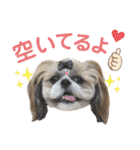 シーズー小豆 7（個別スタンプ：3）