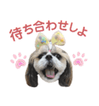 シーズー小豆 7（個別スタンプ：6）