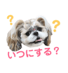 シーズー小豆 7（個別スタンプ：8）