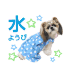 シーズー小豆 7（個別スタンプ：14）