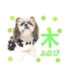 シーズー小豆 7（個別スタンプ：15）