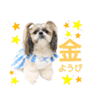 シーズー小豆 7（個別スタンプ：16）