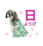 シーズー小豆 7（個別スタンプ：18）