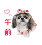 シーズー小豆 7（個別スタンプ：19）