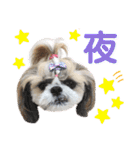 シーズー小豆 7（個別スタンプ：24）
