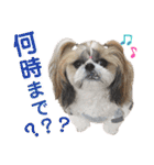 シーズー小豆 7（個別スタンプ：30）