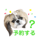 シーズー小豆 7（個別スタンプ：31）