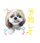 シーズー小豆 7（個別スタンプ：32）