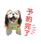 シーズー小豆 7（個別スタンプ：33）