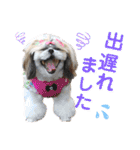 シーズー小豆 7（個別スタンプ：34）