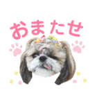 シーズー小豆 7（個別スタンプ：35）