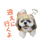 シーズー小豆 7（個別スタンプ：36）