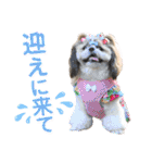 シーズー小豆 7（個別スタンプ：37）