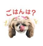 シーズー小豆 7（個別スタンプ：38）