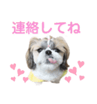 シーズー小豆 7（個別スタンプ：39）