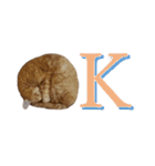 わんどのねこ Ver.1（個別スタンプ：1）