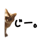 わんどのねこ Ver.1（個別スタンプ：2）