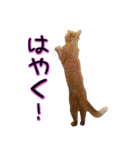 わんどのねこ Ver.1（個別スタンプ：3）