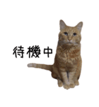 わんどのねこ Ver.1（個別スタンプ：4）