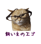 わんどのねこ Ver.1（個別スタンプ：5）