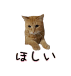 わんどのねこ Ver.1（個別スタンプ：6）
