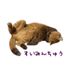 わんどのねこ Ver.1（個別スタンプ：7）