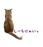わんどのねこ Ver.1（個別スタンプ：8）