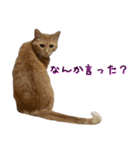 わんどのねこ Ver.1（個別スタンプ：9）