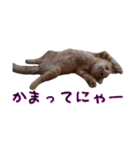 わんどのねこ Ver.1（個別スタンプ：10）
