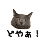 わんどのねこ Ver.1（個別スタンプ：11）
