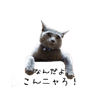 わんどのねこ Ver.1（個別スタンプ：12）