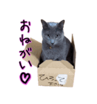 わんどのねこ Ver.1（個別スタンプ：13）