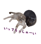 わんどのねこ Ver.1（個別スタンプ：14）