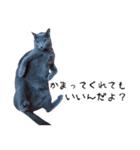 わんどのねこ Ver.1（個別スタンプ：16）