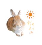 まめちゃんのスタンプ集（個別スタンプ：1）