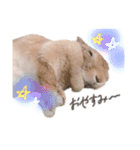 まめちゃんのスタンプ集（個別スタンプ：2）