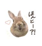 まめちゃんのスタンプ集（個別スタンプ：3）