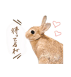まめちゃんのスタンプ集（個別スタンプ：18）