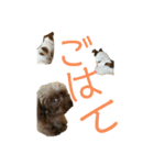 わんわんパラダイス01（個別スタンプ：16）