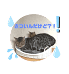 ベンガルレンジャーズのスタンプ 番外編（個別スタンプ：2）