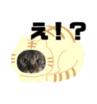 ベンガルレンジャーズのスタンプ 番外編（個別スタンプ：3）