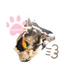 凸凹姉弟（個別スタンプ：2）