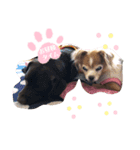 凸凹姉弟（個別スタンプ：7）