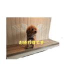 トイプードルの使いやすい日常スタンプ（個別スタンプ：4）