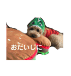 トイプードルの使いやすい日常スタンプ（個別スタンプ：5）