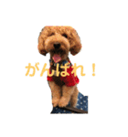 トイプードルの使いやすい日常スタンプ（個別スタンプ：7）