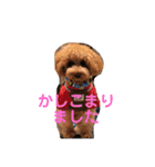 トイプードルの使いやすい日常スタンプ（個別スタンプ：10）